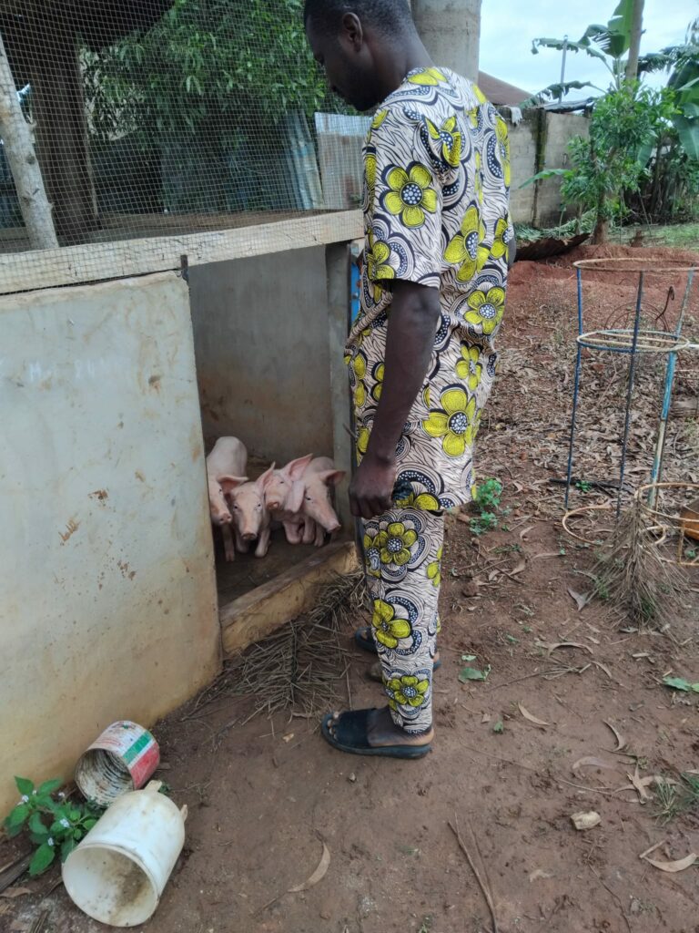 Les porcelets de la porcherie de l'orphelinat de Pobé